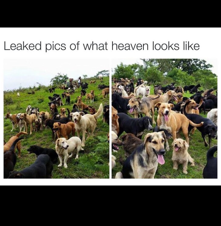 Leaked Image of Heaven Meme