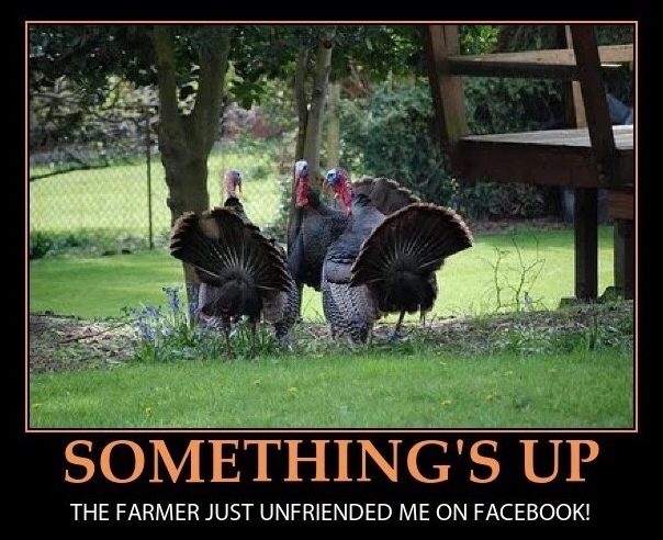 the-turkeys-are-onto-us-meme