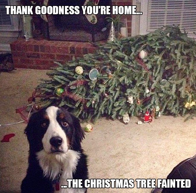 Thank goodess you're home, the tree fainted