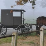 mennonite buggy and horse