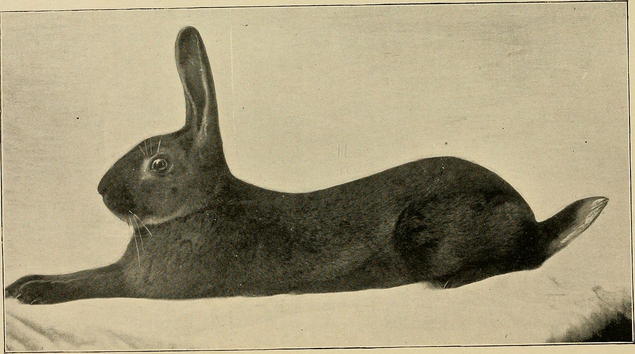 The Black Hare