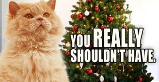 new-scratching-post-christmas-meme