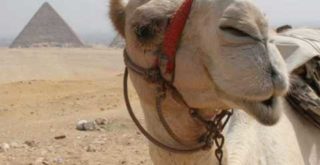 Eye of the Needle Camel