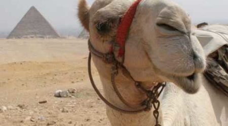 Eye of the Needle Camel